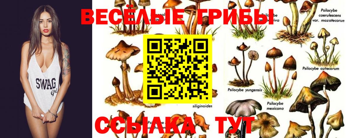 Галлюциногенные грибы Cubensis  Вход с VPN  Ейск 